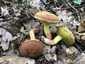 Molyhos tinóru (Xerocomus subtomentosus), Pilis